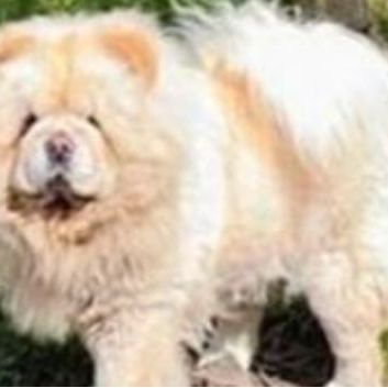 Chow chow lof #1