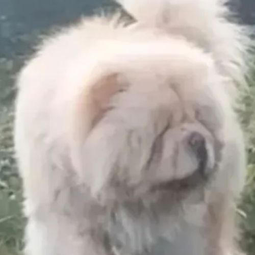 Chow chow lof #2