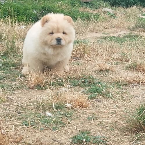 Chow chow lof #4