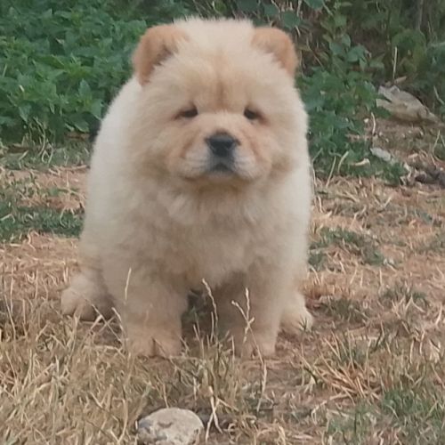 Chow chow lof #6