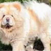 Chow chow lof #1