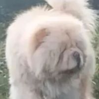 Chow chow lof #2