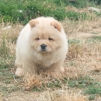 Chow chow lof #3