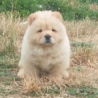 Chow chow lof #0