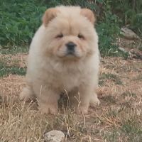 Chow chow lof #6