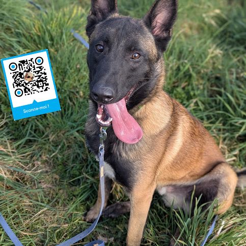 Chiots type malinois à réserver pour le 29 aout #2