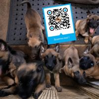 Chiots type malinois à réserver pour le 29 aout #0