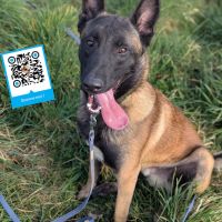 Chiots type malinois à réserver pour le 29 aout #2