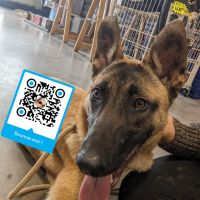 Chiots type malinois à réserver pour le 29 aout #3