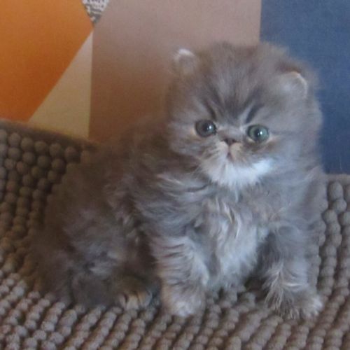 Magnifique chaton persan femelle loof a reserver #2