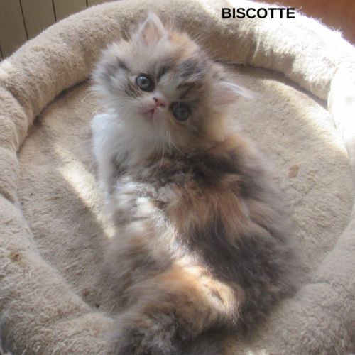 Magnifique chaton persan femelle loof a reserver #3