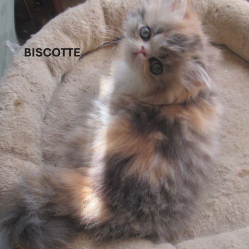 Magnifique chaton persan femelle loof a reserver #5