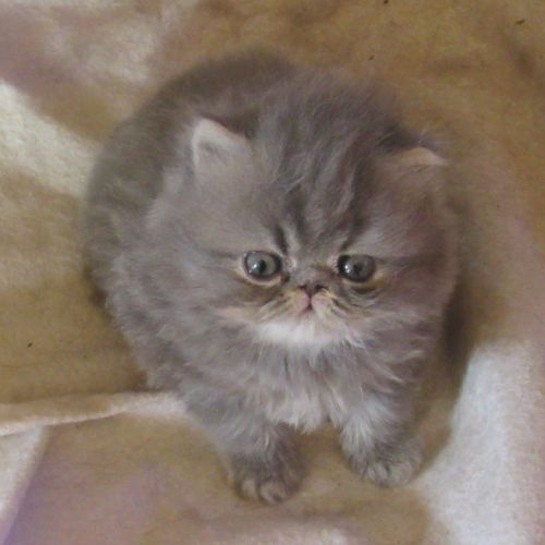 Magnifique chaton persan femelle loof a reserver #6