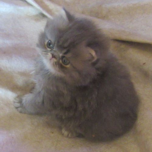Magnifique chaton persan femelle loof a reserver #8