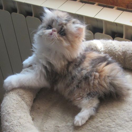 Magnifique chaton persan femelle loof a reserver #10