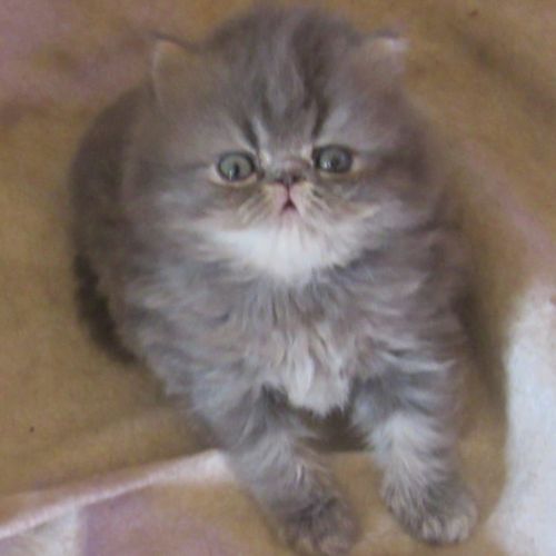 Magnifique chaton persan femelle loof a reserver #11