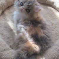 Magnifique chaton persan femelle loof a reserver