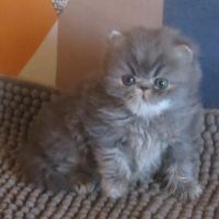 Magnifique chaton persan femelle loof a reserver #2