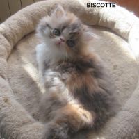 Magnifique chaton persan femelle loof a reserver #3