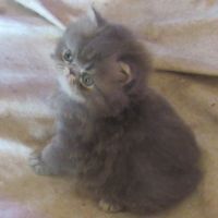 Magnifique chaton persan femelle loof a reserver #4
