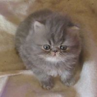 Magnifique chaton persan femelle loof a reserver #6