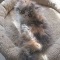 Magnifique chaton persan femelle loof a reserver #7