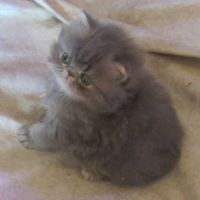 Magnifique chaton persan femelle loof a reserver #8