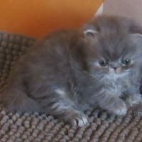 Magnifique chaton persan femelle loof a reserver #9