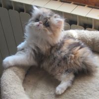 Magnifique chaton persan femelle loof a reserver #10