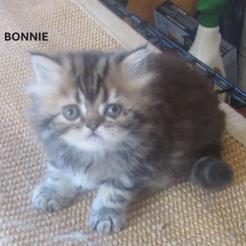 Magnifique chaton persan femelle loof a reserver #0