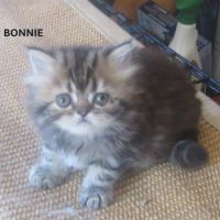 Magnifique chaton persan femelle loof a reserver