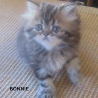 Magnifique chaton persan femelle loof a reserver #2