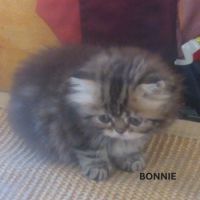 Magnifique chaton persan femelle loof a reserver #3