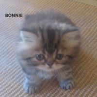 Magnifique chaton persan femelle loof a reserver #4