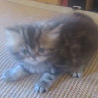 Magnifique chaton persan femelle loof a reserver #5