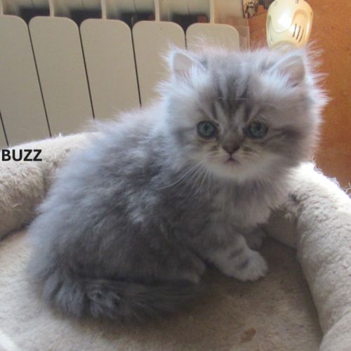 Magnifique chaton persan male loof a reserver #2