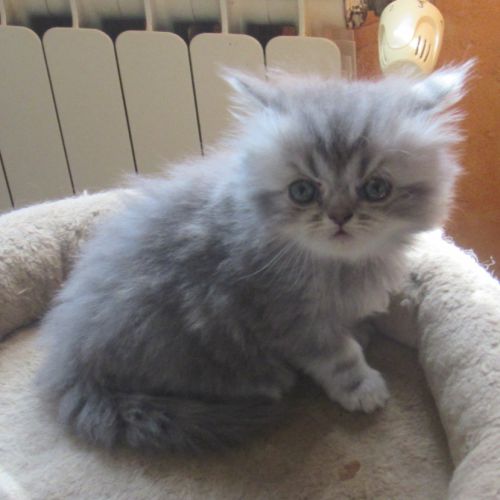 Magnifique chaton persan male loof a reserver #5