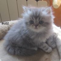 Magnifique chaton persan male loof a reserver