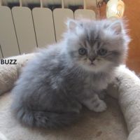 Magnifique chaton persan male loof a reserver #2