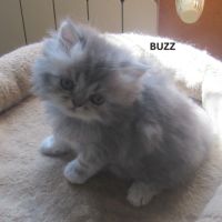 Magnifique chaton persan male loof a reserver #3