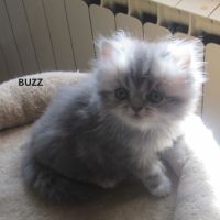 Magnifique chaton persan male loof a reserver #4