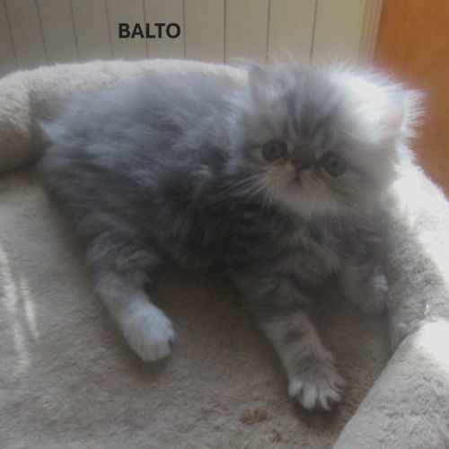 Superbe chaton persan male loof a reserver #5