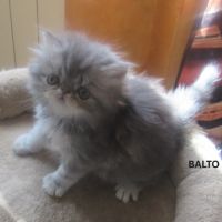 Superbe chaton persan male loof a reserver