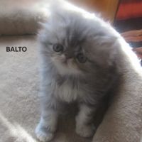 Superbe chaton persan male loof a reserver #2