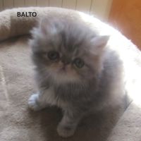Superbe chaton persan male loof a reserver #3