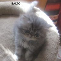 Superbe chaton persan male loof a reserver #4