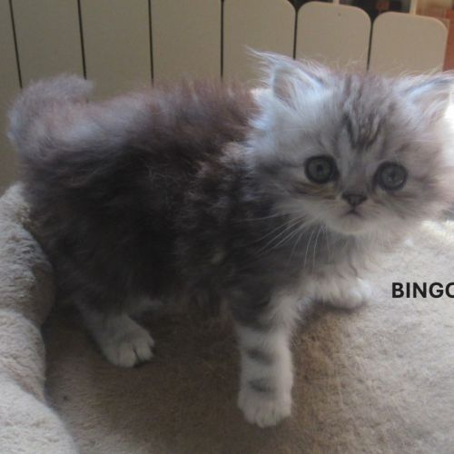 Magnifique chaton persan male loof a reserver #0