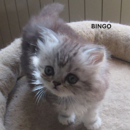 Magnifique chaton persan male loof a reserver #3