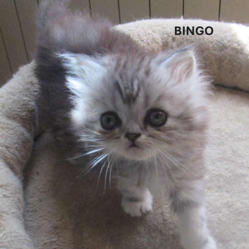 Magnifique chaton persan male loof a reserver #4