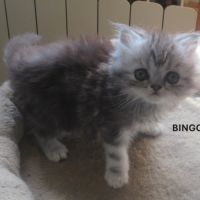 Magnifique chaton persan male loof a reserver
